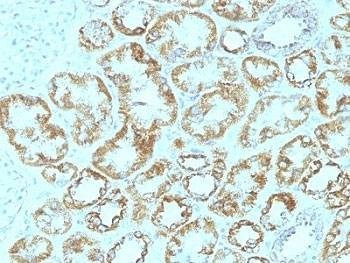Anti-Laminin gamma 1 Antibody