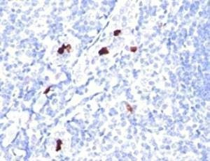Anti-Myeloid Cell Antibody