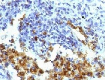 Anti-Napsin A Antibody