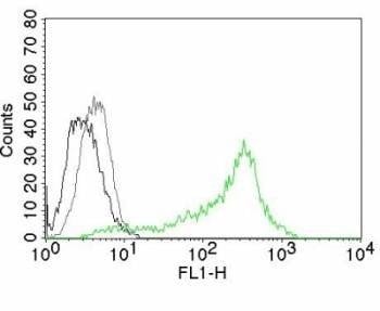 Anti-NCL Antibody