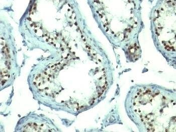 Anti-Nucleolin Antibody