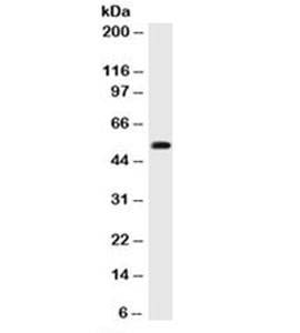 Anti-p53 Antibody Cocktail