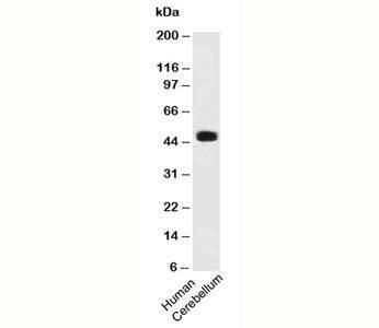 Anti-PAX6 Antibody