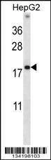 Anti-HMGN1 (N-term) Antibody