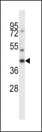 Anti-MAS1 (C-term) Antibody