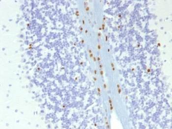 Anti-SOX10 Antibody