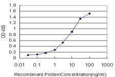 Anti-CLCA1 Antibody