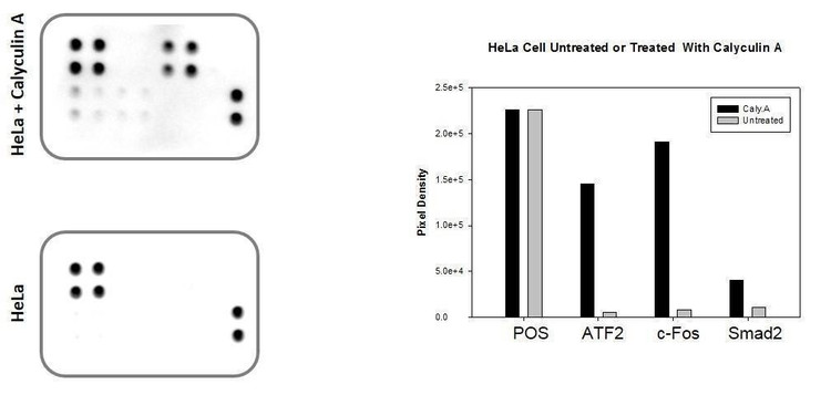Human TGF beta Pathway Phosphorylation Array C1