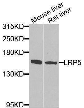 Anti-LRP5 Antibody