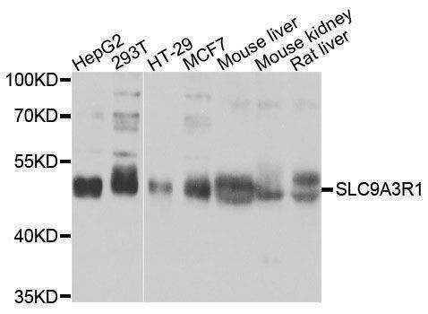 Anti-SLC9A3R1 Antibody