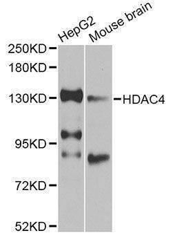 Anti-HDAC4 Antibody