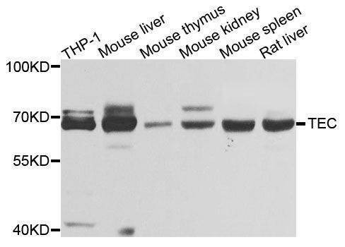 Anti-TEC Antibody