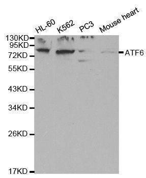 Anti-ATF6 Antibody