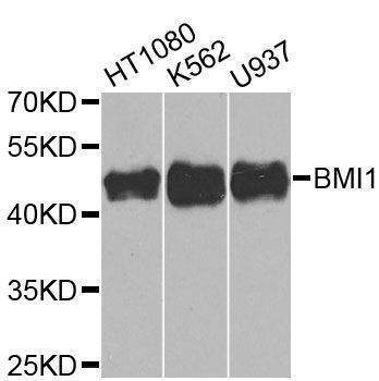 Anti-BMI1 Antibody