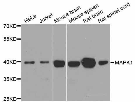 Anti-MAPK1 Antibody