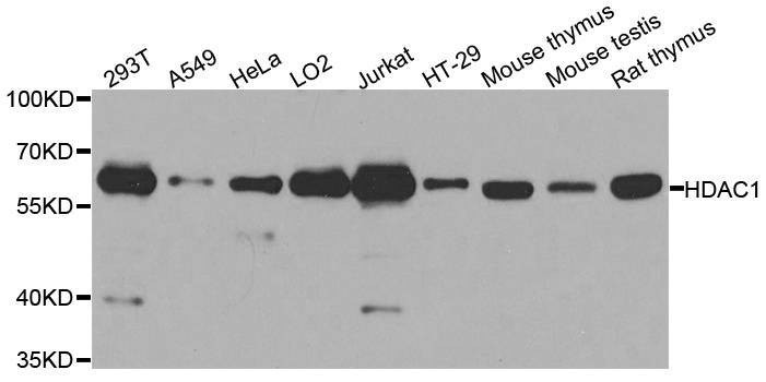 Anti-HDAC1 Antibody