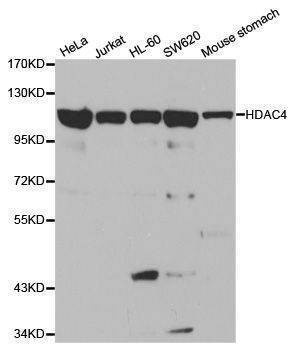Anti-HDAC4 Antibody