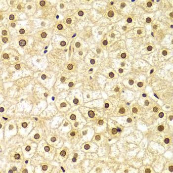 Anti-LMNA Antibody