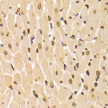 Anti-LMNA Antibody