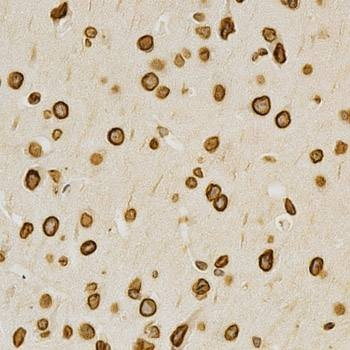 Anti-LMNA Antibody