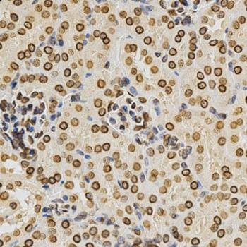 Anti-LMNA Antibody
