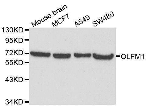 Anti-OLFM1 Antibody