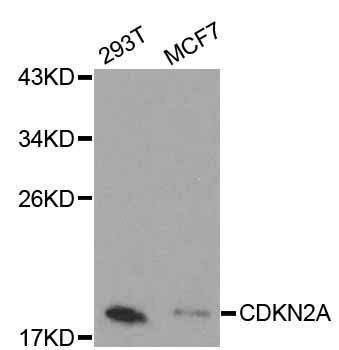 Anti-CDKN2A Antibody