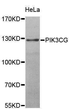 Anti-PIK3CG Antibody