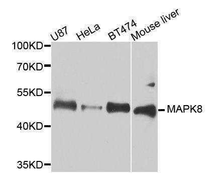 Anti-MAPK8 Antibody