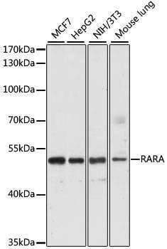 Anti-RARA Antibody