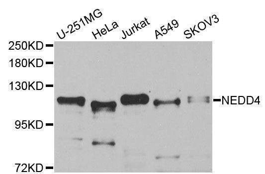 Anti-NEDD4 Antibody