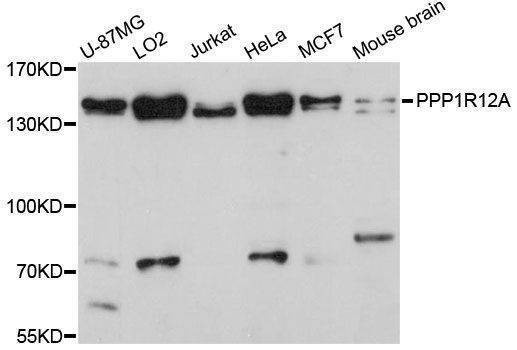 Anti-PPP1R12A Antibody