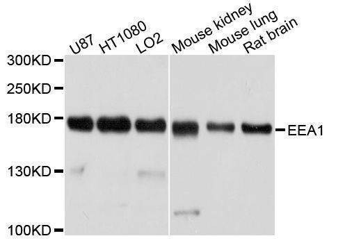 Anti-EEA1 Antibody