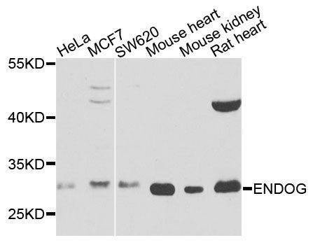 Anti-ENDOG Antibody
