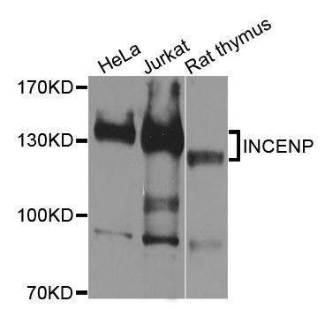 Anti-INCENP Antibody