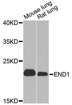 Anti-EDN1 Antibody