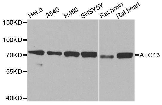 Anti-ATG13 Antibody