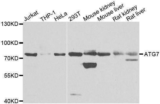 Anti-ATG7 Antibody