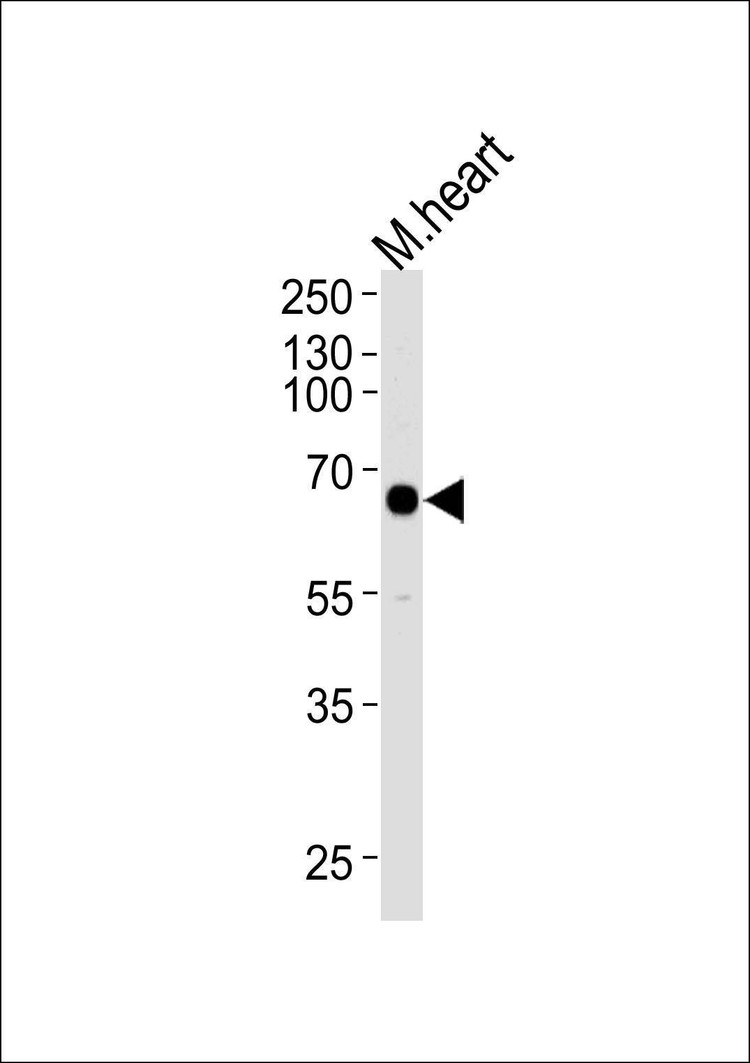 Anti-Mouse Mapkapk3 (N-term) Antibody