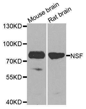 Anti-NSF Antibody