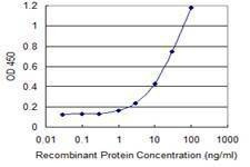 Anti-CLDN12 Antibody