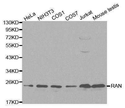 Anti-RAN Antibody