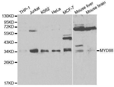 Anti-MyD88 Antibody