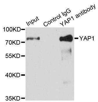 Anti-YAP1 Antibody