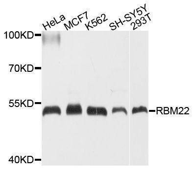 Anti-RBM22 Antibody