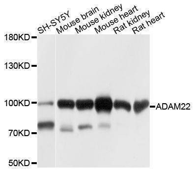 Anti-ADAM22 Antibody