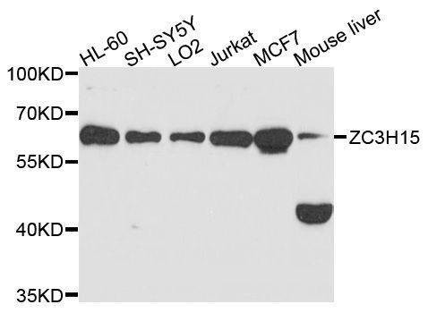 Anti-ZC3H15 Antibody