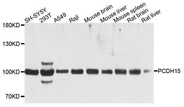 Anti-PCDH15 Antibody
