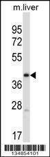 Anti-Mouse Pdk3 (C-term) Antibody