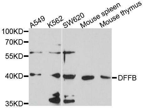 Anti-DFFB Antibody